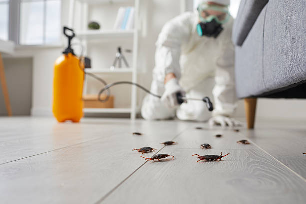 Post-Treatment Bed Bug Interceptor Monitoring in Haughton